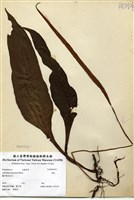 藏品(萊蕨)的圖片